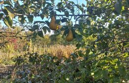 Casa saseasca 95mp utili, curte generoasa, 1325 mp teren, in Prejmer