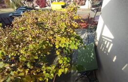 Casa tip duplex, 126 mp utili, 479 mp curte, cartier Andrei Muresanu