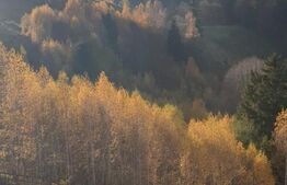 Oportunitate! Teren intravilan de 13.000 mp, Moieciu Magura