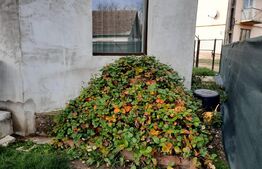 Casa individuala,119 mp utili, 415 mp teren,zona linistita, Bontida