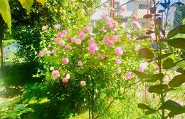 Casa individuala, 130mp utili, 434 teren, garaj, Zorilor!