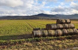 Teren 25500 mp, la intrare in Gherla, pentru hala industriala!