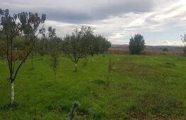 Investitie ! Teren intravilan 1550 mp, cu o casa pe un singur nivel, Jucu 