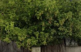 Oportunitate ! Teren intravilan 1065 mp, incadrare Lip, casa demolabila, zona Campului 