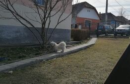 Casa veche cu teren de 2900 mp, Bontida 