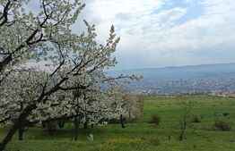 Teren in Dambul Rotund 8310 mp extravilan