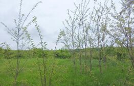 Teren extravilan, 961 mp, utilitati in zona , Valea Chintaului