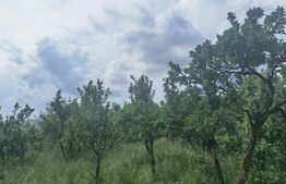 EXCLUSIVITATE ! Casa cu teren de 1 ha, la 40 km de Cluj, Zona Ceanu Mare 