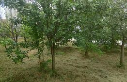 2 case individuale, 6 cam, 200 mp Sannicoara