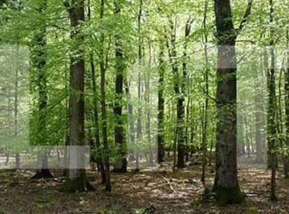 Teren de vânzare Exterior Vest - 122206TV | BLITZ Cluj-Napoca | Poza1