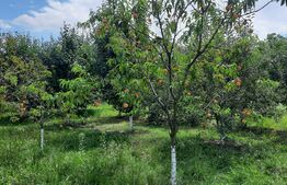 Casa individuala, 268 mp utili, 2145 teren, livada, Turda