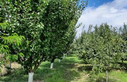 Casa individuala, 268 mp utili, 2145 teren, livada, Turda