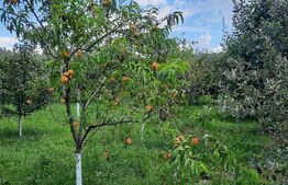 Casa individuala, 268 mp utili, 2145 teren, livada, Turda