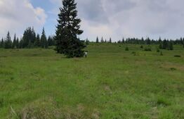 Maguri Racatau, langa cabana Blajoaia 