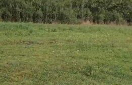 Teren intravilan, 11600 mp, posibilitate asociere / schimb, Suceagu