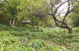 Casa in Rasnov, 90 mp2, teren 700mp.