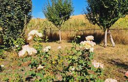 Teren Fanate / Drumul principal