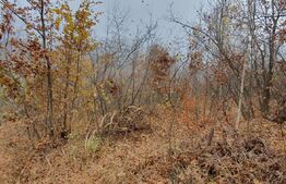 Teren Muntele Rece 3000mp, Intravilan, orientare Sud Vest, utilitati, spre Manastire