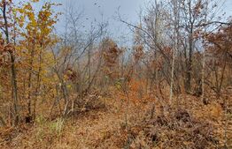 Teren Muntele Rece 3000mp, Intravilan, orientare Sud Vest, utilitati, spre Manastire