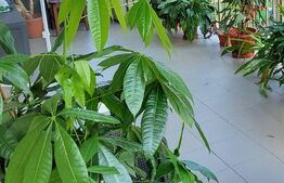 Apartament 2 camere, 48mp, mobilat si utilat, zona Porii