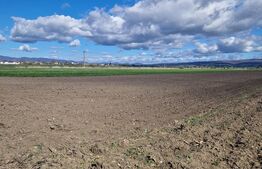 Teren Extravilan 15000 mp- parcelat in 3 loturi Bod- 5000 mp fiecare parcela 