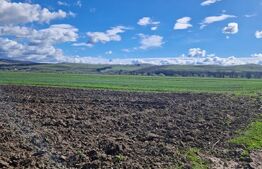 Teren Extravilan 15000 mp- parcelat in 3 loturi Bod- 5000 mp fiecare parcela 