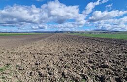 Teren Extravilan 15000 mp- parcelat in 3 loturi Bod- 5000 mp fiecare parcela 