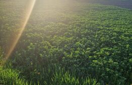 Teren Intravilan Feldioara cu toate utilitatiile-vedere spre munte