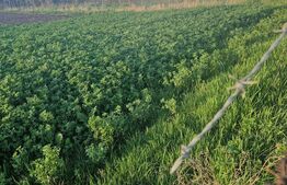 Teren Intravilan Feldioara cu toate utilitatiile-vedere spre munte