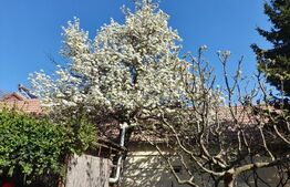 CASĂ SĂSEASCĂ 4 camere 1000 mp TEREN în comuna HĂLCHIU Satul NOU