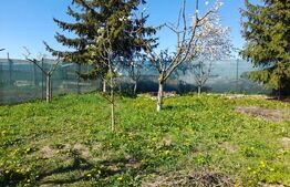 CASĂ SĂSEASCĂ 4 camere 1000 mp TEREN în comuna HĂLCHIU Satul NOU