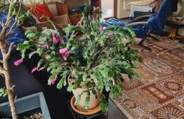 Apartament 2 camere, 57 mp, zona Avram Iancu