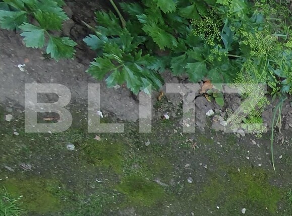 Casa de vânzare 3 camere Marasti - 141610CV | BLITZ Cluj-Napoca | Poza7