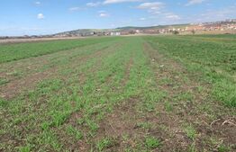 Teren 2300 mp intravilan arabil, Apahida