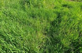 Casa 3 camere, 720 mp teren, zona Somesului