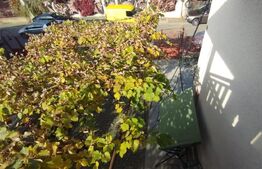 Casa tip duplex, 126 mp utili, 479 mp curte, cartier Andrei Muresanu