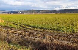 Oportunitate! Teren 25500 mp, pentru hale industriale, la asfalt, E576!