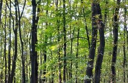 Teren intravilan 3387 mp, zona Faget, pentru agrement!