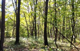 Teren intravilan 3387 mp, zona Faget, pentru agrement!