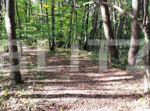 Teren de vânzare Făget - 143706TV | BLITZ Cluj-Napoca | Poza2