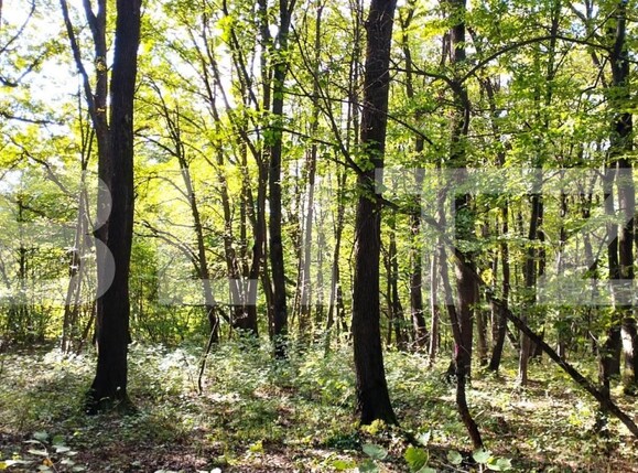 Teren de vânzare Făget - 143706TV | BLITZ Cluj-Napoca | Poza3