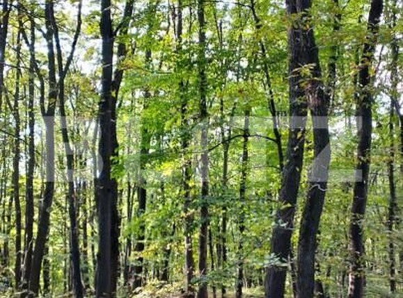 Teren de vânzare Făget - 143706TV | BLITZ Cluj-Napoca | Poza4