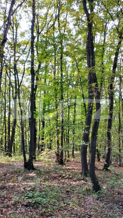 Teren de vânzare Făget - 143706TV | BLITZ Cluj-Napoca | Poza4