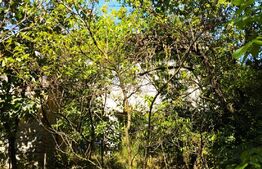  Teren 1506 mp, zona Oasului