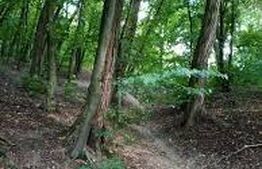 Teren 72450 mp in padure, Domeniul Regilor