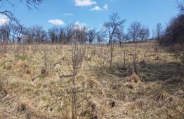 Teren intravilan, cu casa, 13800 mp, Suceagu