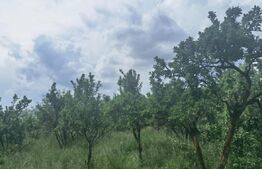 EXCLUSIVITATE ! Casa cu teren de 1 ha, la 40 km de Cluj, Zona Ceanu Mare 