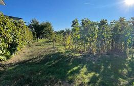 Casa individuala + anexa si gospodarie , 247 mp , 3 nivele, 1669 gradina, Gilau 