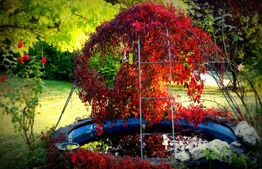 Vila exclusivista , 300 mp utili, teren de 1600 mp, piscina! Panorama deosebita!