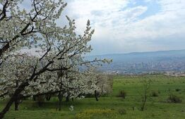 Teren extravilan, Dambul Rotund, 8310 mp 